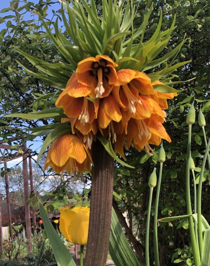 Рябчик императорский фритиллярия