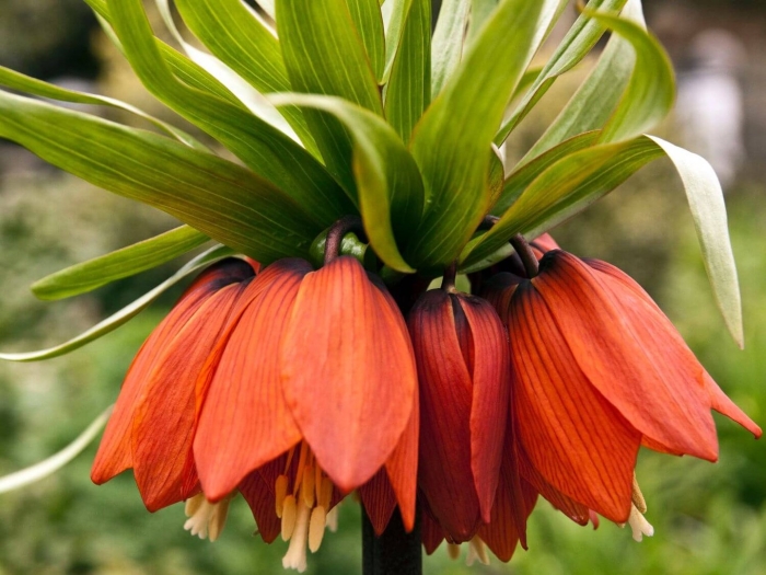 Рябчик императорский рубра