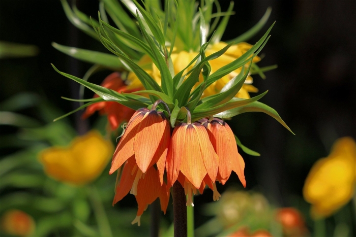 Цветок царская корона