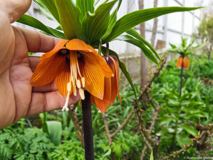 Рябчик царская корона