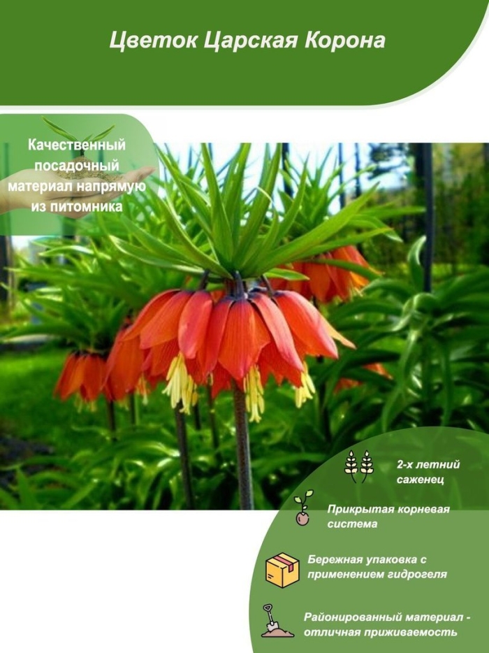 Лилия рябчик императорский