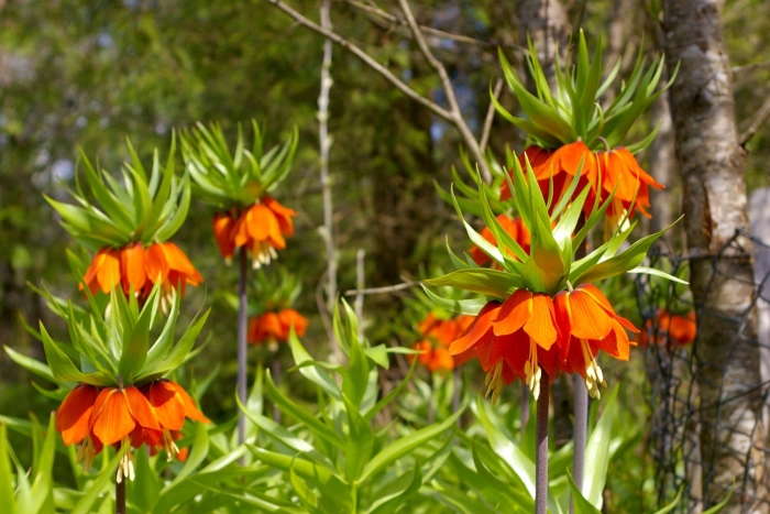 Рябчик императорский фритиллярия