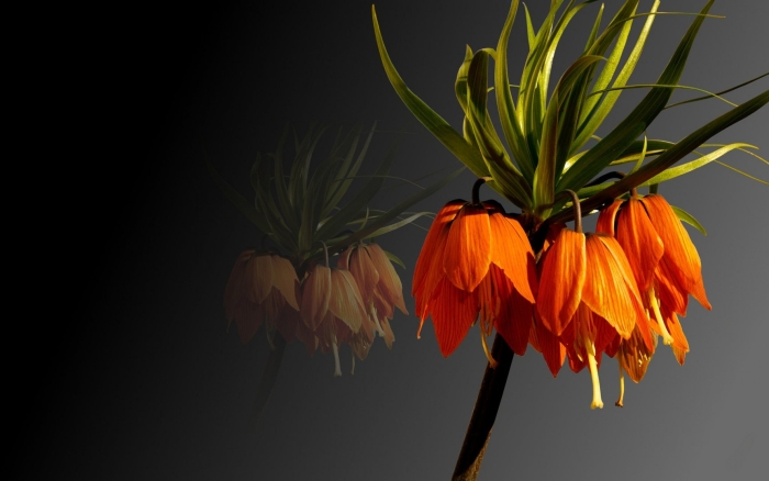 Цветок императорский рябчик