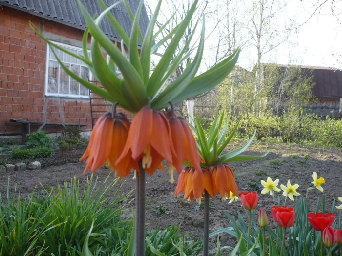 Рябчик императорский красный