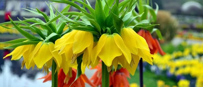 Рябчик императорский лютея