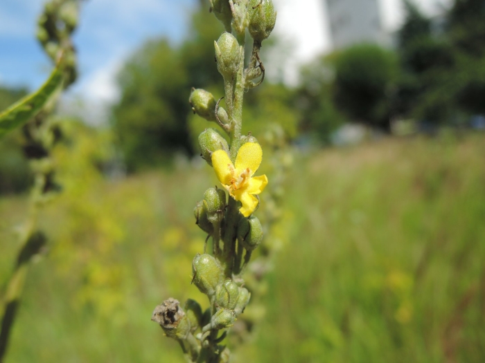 Коровяк джунгарский
