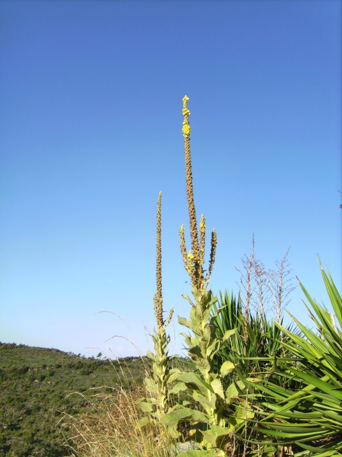 Verbascum thapsus