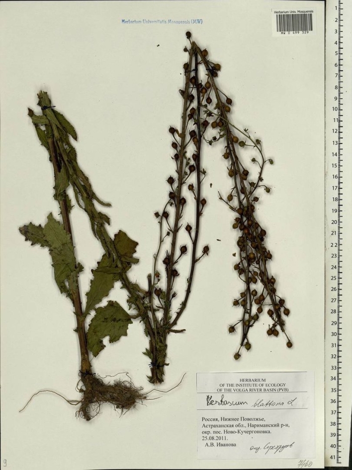 Коровяк обыкновенный гербарий