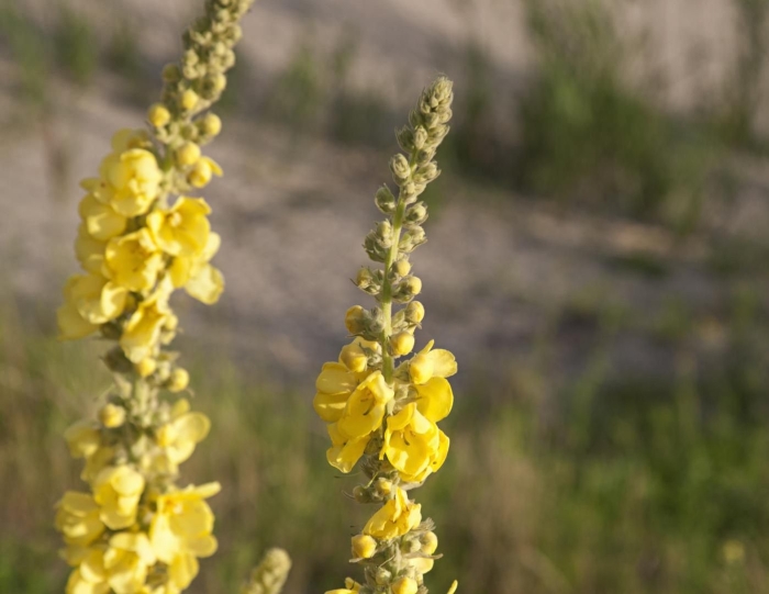 Mullein растение