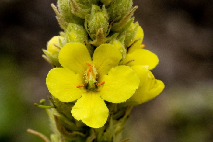Verbascum thapsus