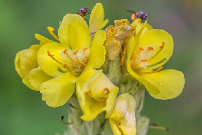 Коровяк вербаскум голиаф