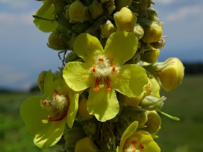 Verbascum phlomoides- коровяк лекарственный