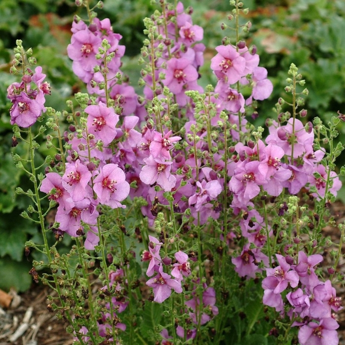 Вербаскум pink domino