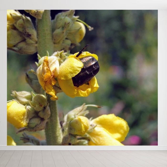 Коровяк высокий