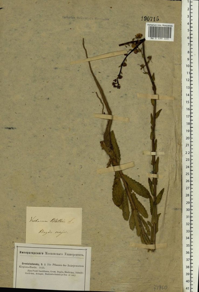 Вероника ненастоящая гербарий