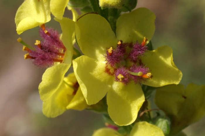 Коровяк черный (verbascum nigrum)