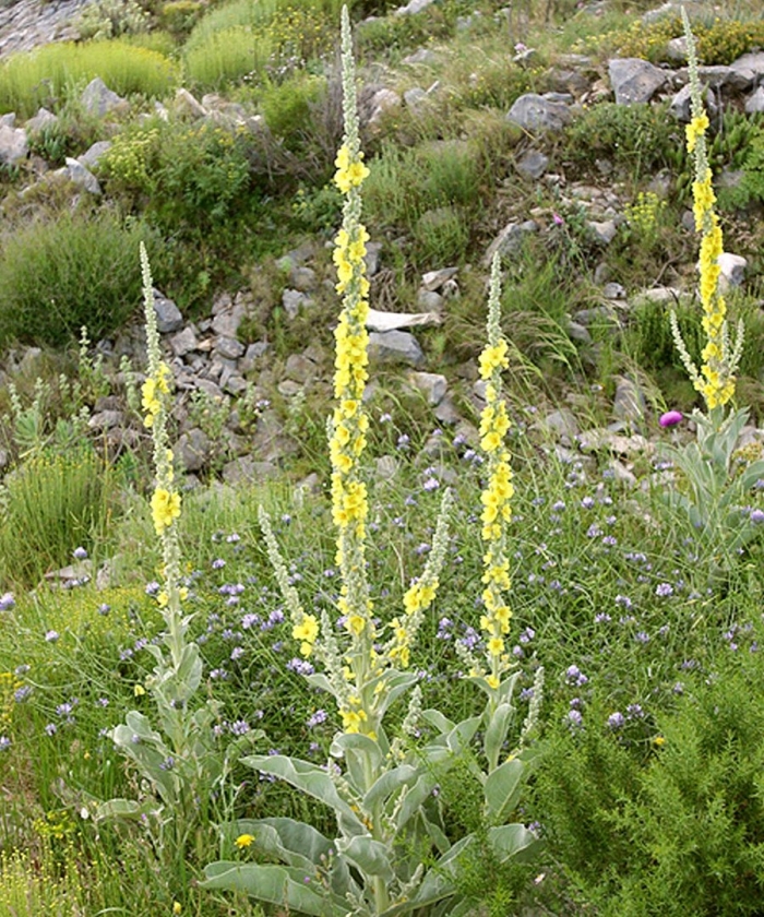 Коровяк обыкновенный медвежье ухо