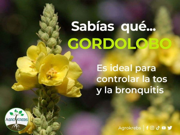 Коровяк (verbascum)