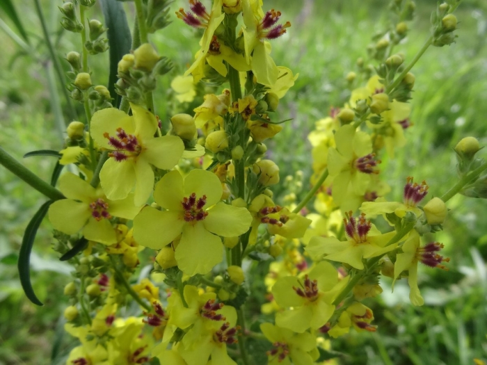 Verbascum nigrum
