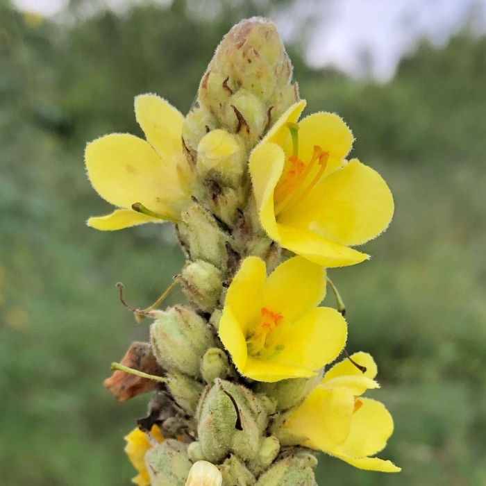 Verbascum ovalifolium