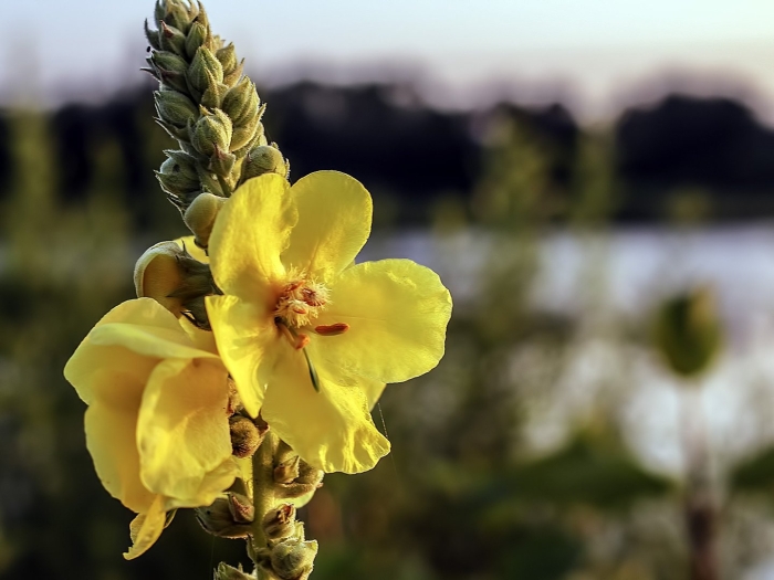 Коровяк густоцветковый