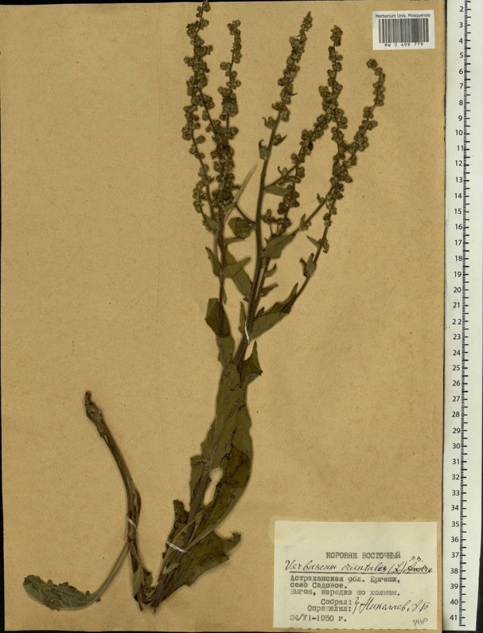 Коровяк восточный гербарий