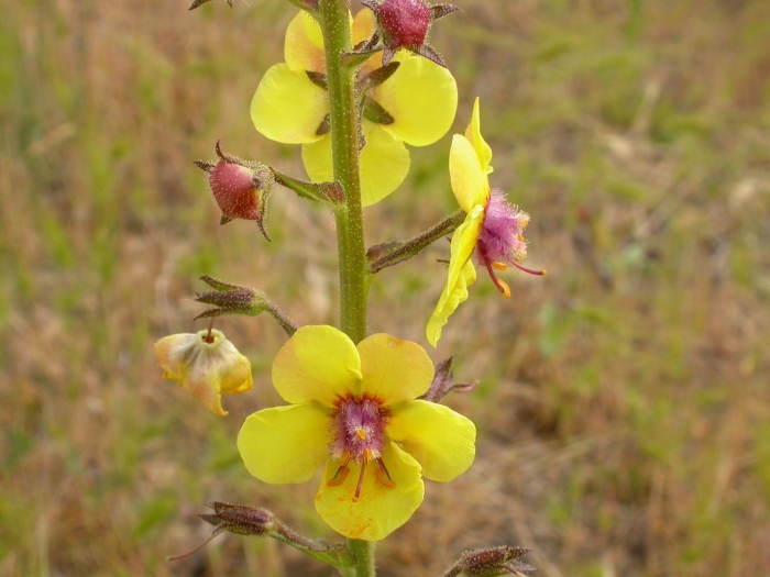 Verbascum virgatum