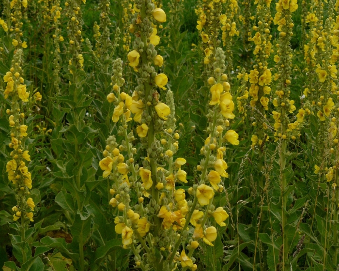 Verbascum densiflorum