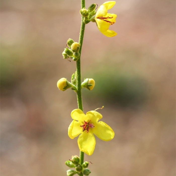 Verbascum chaixii subsp austriacum