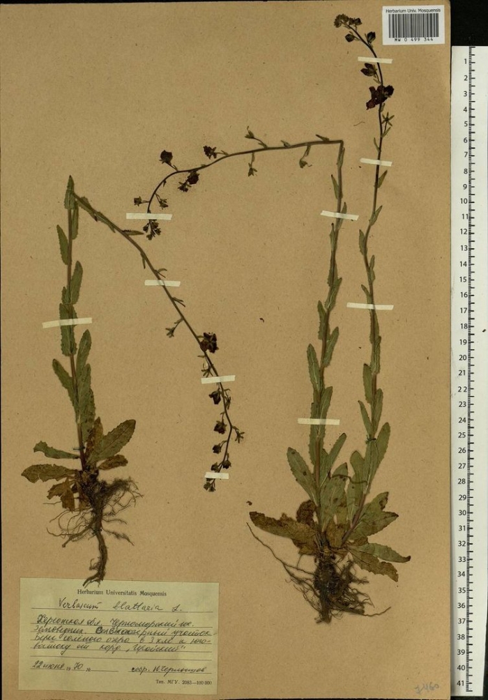 Пастушья сумка обыкновенная гербарий