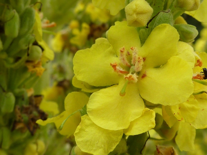 Verbascum pulverulentum