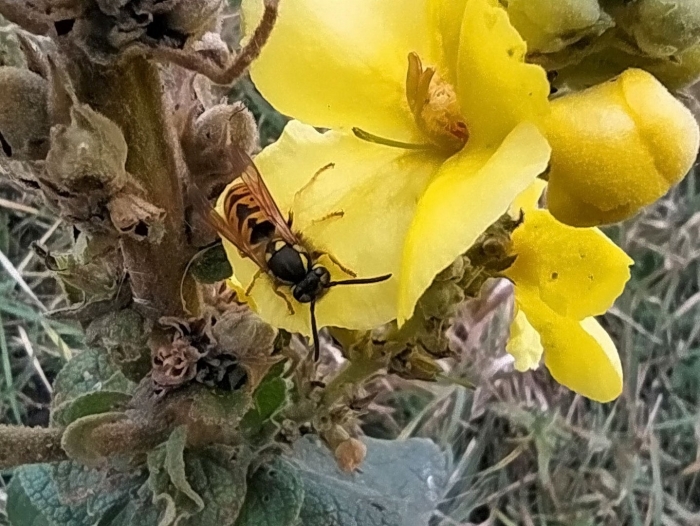 Шершень обыкновенный