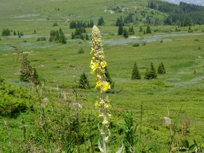 Коровяк длиннолистный