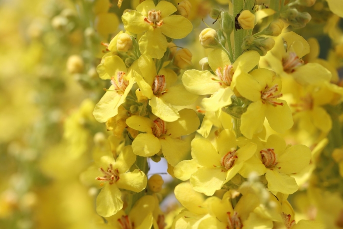 Verbascum phlomoides
