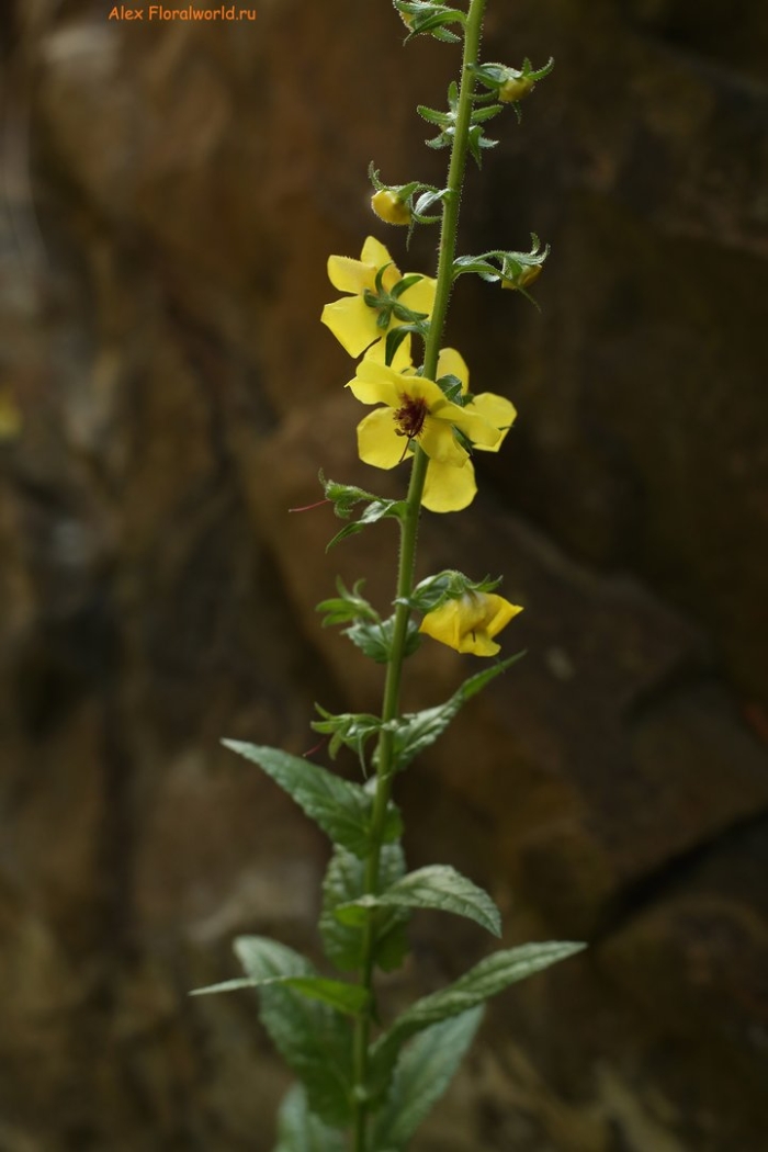Коровяк тараканий / verbascum blattaria