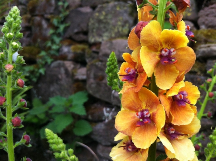 Verbascum chaixii