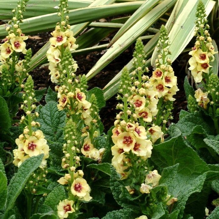 Коровяк verbascum dark eyes
