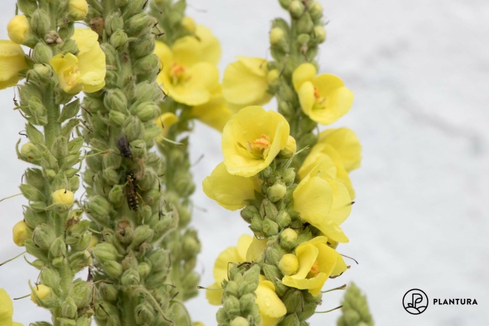 Коровяк цветки