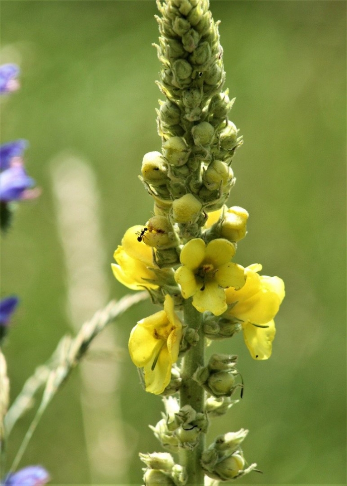 Verbascum thapsus