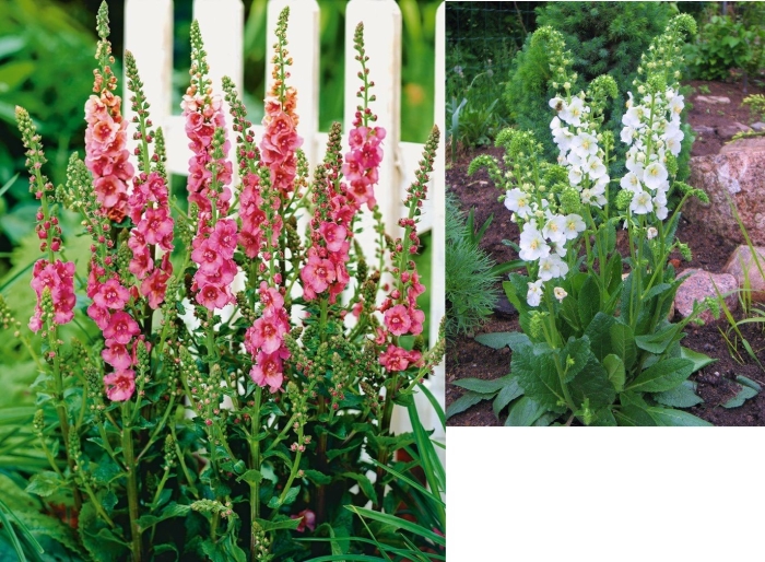 Коровяк царский скипетр