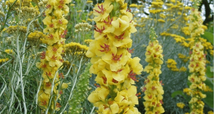 Verbascum nigrum