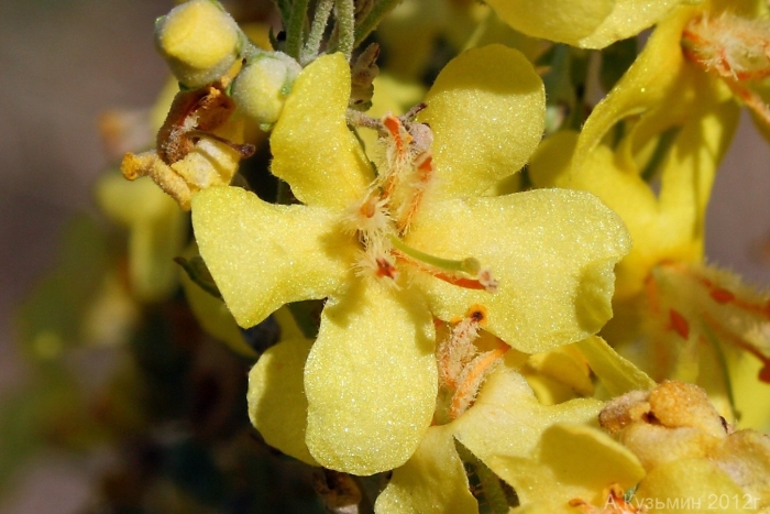 Verbascum speciosum