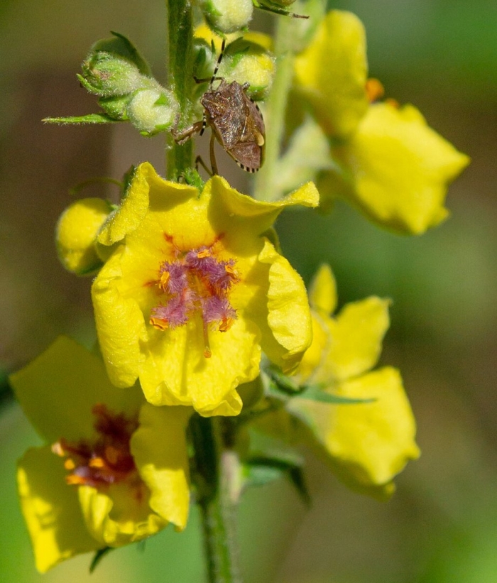 Коровяк тараканий ( verbascum blattaria l.)
