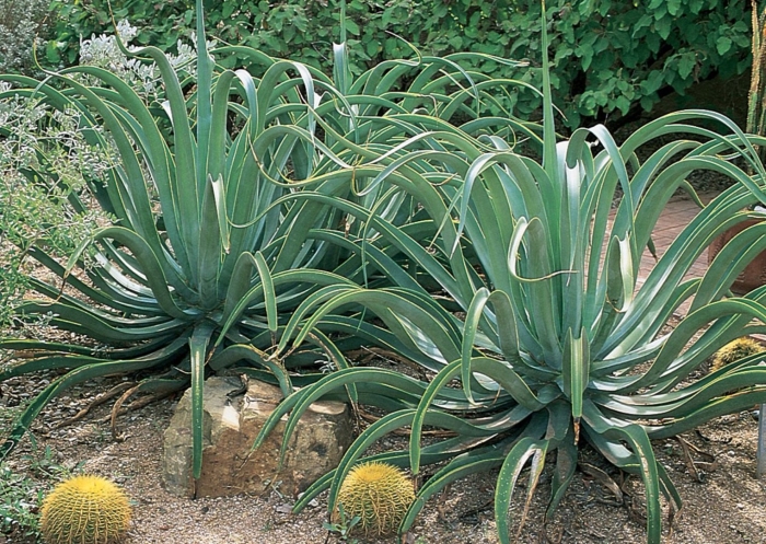 Agave vilmoriniana