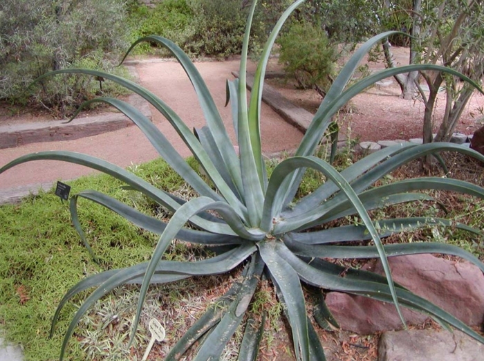 Агава вильморена