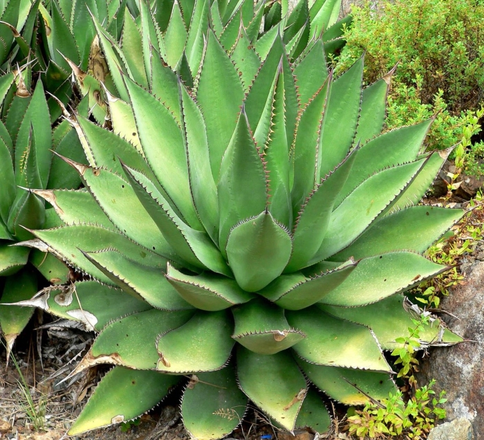 Agave parryi var huachucensis