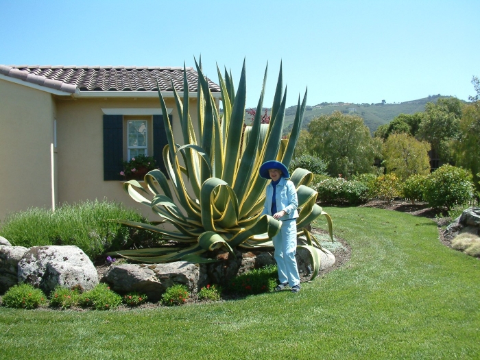 Агава вариегата