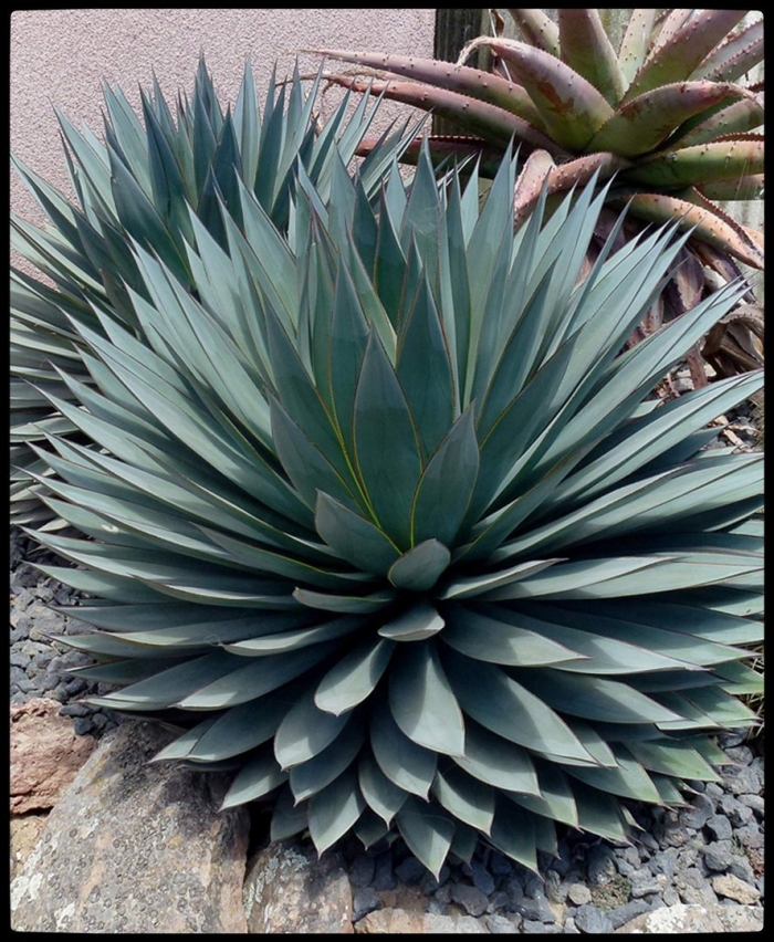 Агава голубая