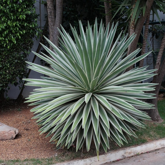 Agave angustifolia marginata