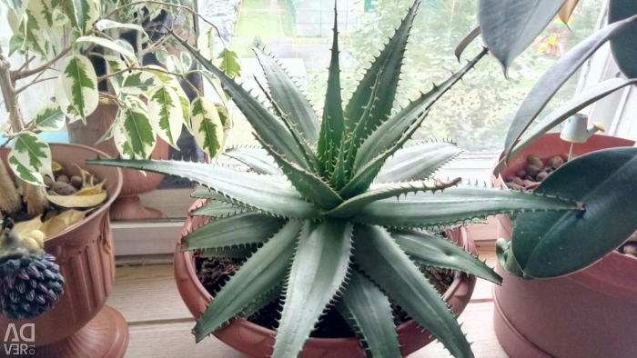 Комнатное растение алоэ